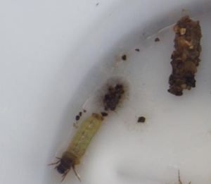 Cased caddis out of its case